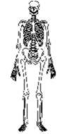 skeleton